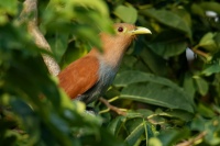 Kukacka veverci - Piaya cayana - Common Squirrel-cuckoo o4039